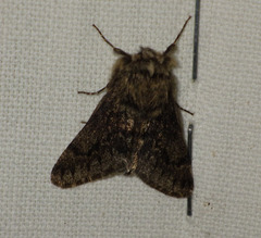 Apocheima hispidaria