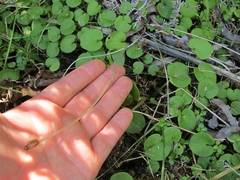 Corybas iridescens
