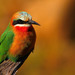 White-fronted Bee-Eater - Photo (c) tjeerd, some rights reserved (CC BY-NC)