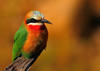 Typical Bee-Eaters - Photo (c) tjeerd, some rights reserved (CC BY-NC), uploaded by tjeerd
