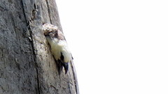 Lybius leucocephalus