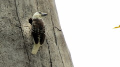 Lybius leucocephalus