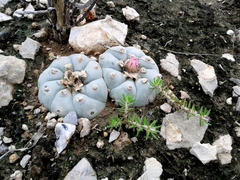 Lophophora williamsii