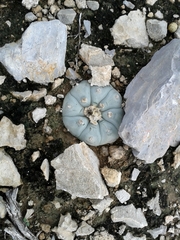 Lophophora williamsii