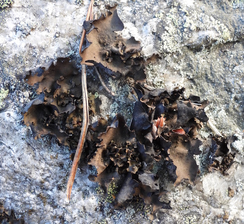 Petalled Rocktripe Lichen