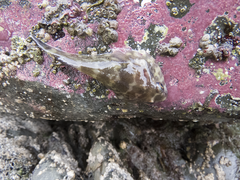 Diplocrepis puniceus