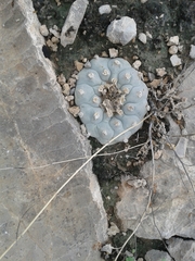 Lophophora williamsii