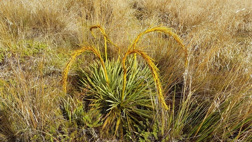 Fierce Spaniard (Aciphylla ferox)