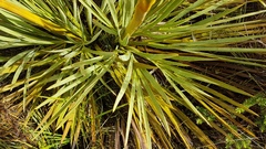 Aciphylla ferox