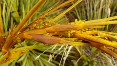Aciphylla ferox