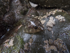Diplocrepis puniceus