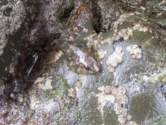 Diplocrepis puniceus