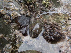 Diplocrepis puniceus