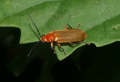 Macrosilis