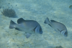 Plectorhinchus gibbosus