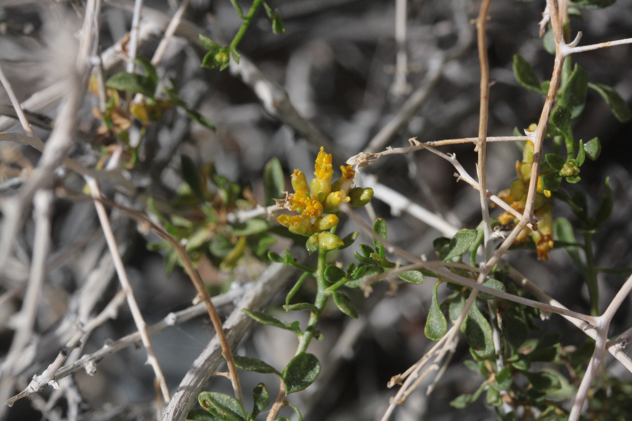 Amphipappus fremontii