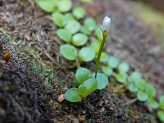Epilobium nerteroides
