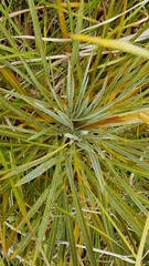 Aciphylla colensoi