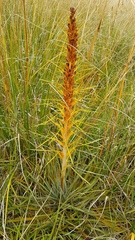 Aciphylla colensoi