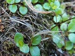 Epilobium nerteroides