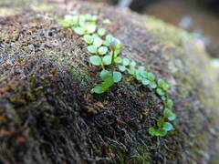 Epilobium nerteroides