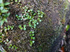 Epilobium nerteroides