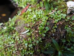 Epilobium nerteroides