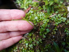 Epilobium nerteroides