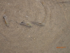 Cyprinodon salinus salinus