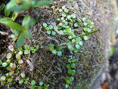 Epilobium nerteroides