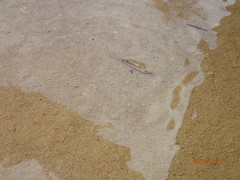 Cyprinodon salinus salinus