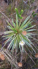 Celmisia armstrongii