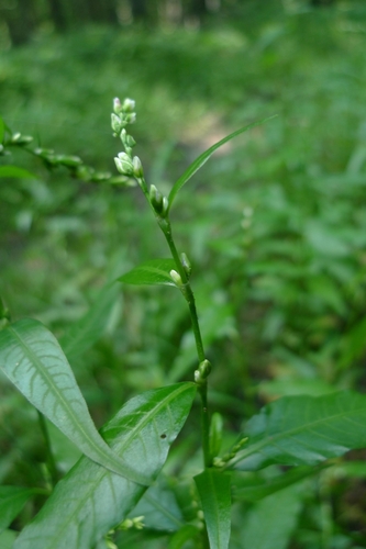 horčiak pieprový (Persicaria hydropiper)