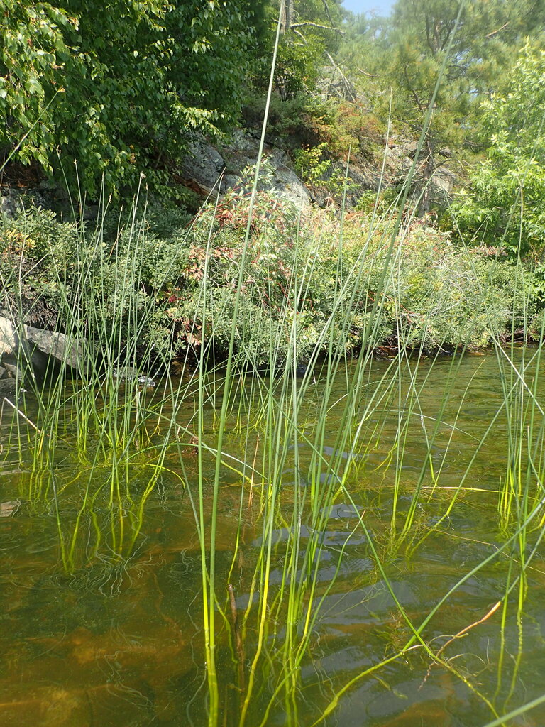 slender bulrush from Rainy River District, ON, Canada on August 19 ...