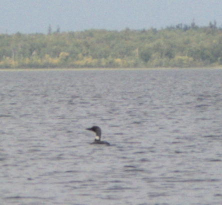 Common Loon