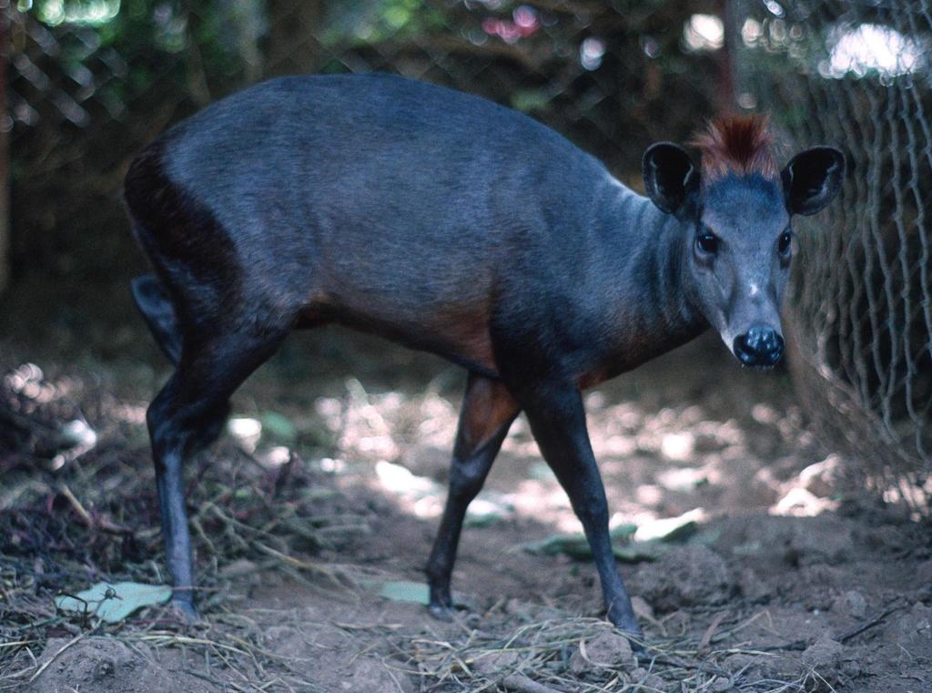 Abbott's Duiker
