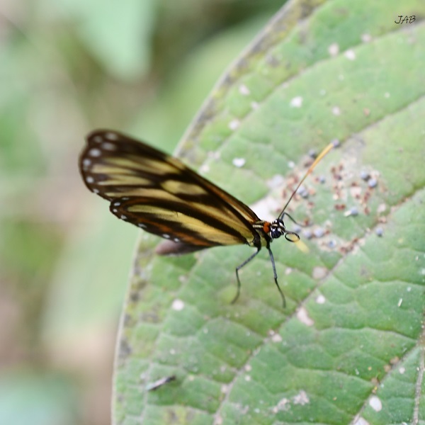 Ithomia image