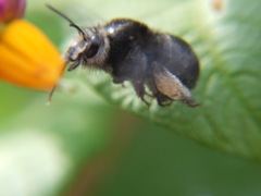 Thygater