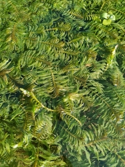 Opposite-leaved Pondweed (Groenlandia densa)