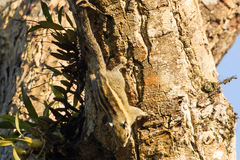 Tamiops mcclellandii