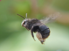 Thygater