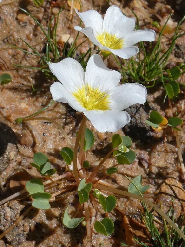 Vernal Pool Sorrel