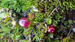Coprosma atropurpurea