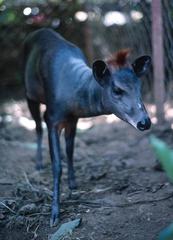 Cephalophus spadix
