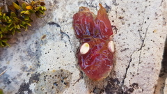 Coprosma atropurpurea