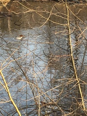 Mergus merganser