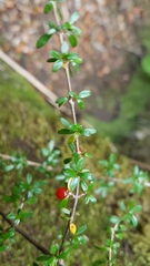 Coprosma depressa