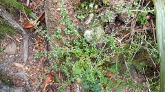 Coprosma depressa