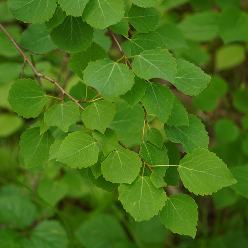 Jasika (Populus tremula)