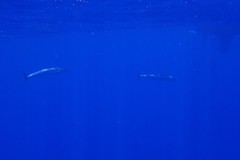 Acanthocybium solandri